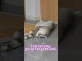 Stop sleeping, get up and go to work.#catmoments #sleepycat #catsleeping #cutecat #funnycat #catlife