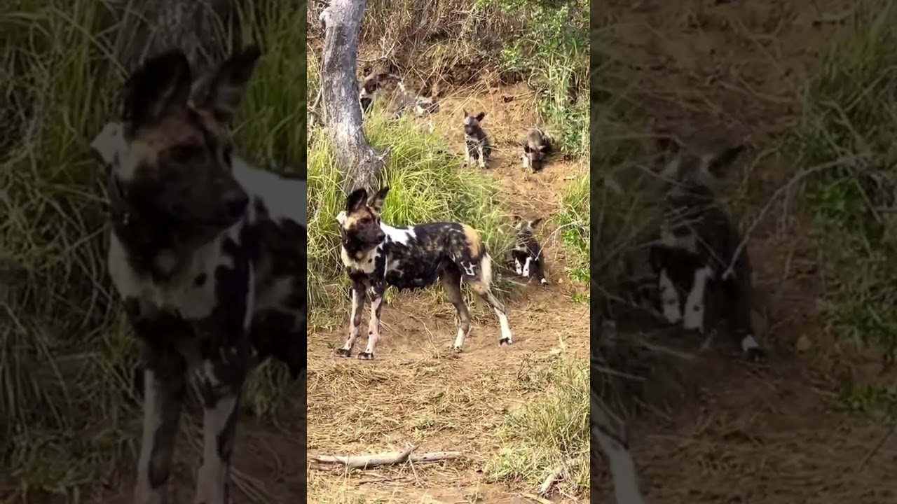 Вы когда-нибудь видели столько детенышей диких собак? 