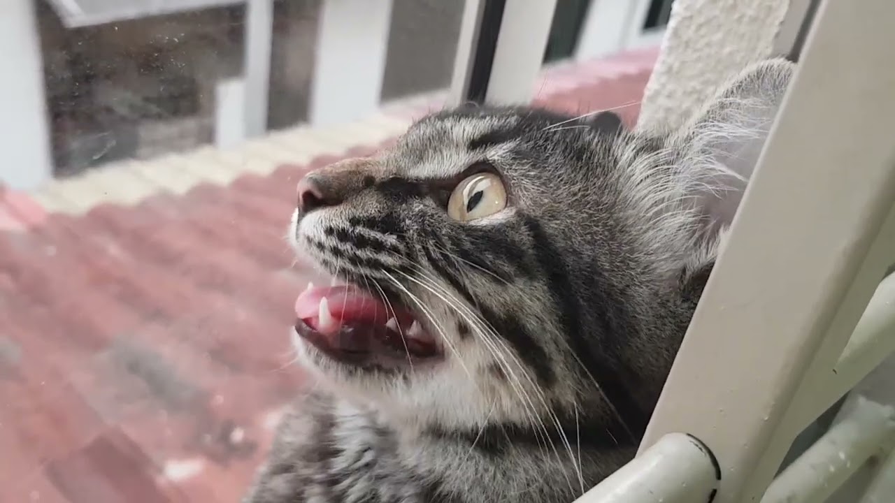 Tabby cat chirping and chattering 2 YouTube