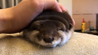 カワウソさくら 新種のツチノコカワウソ　 Otter with close face