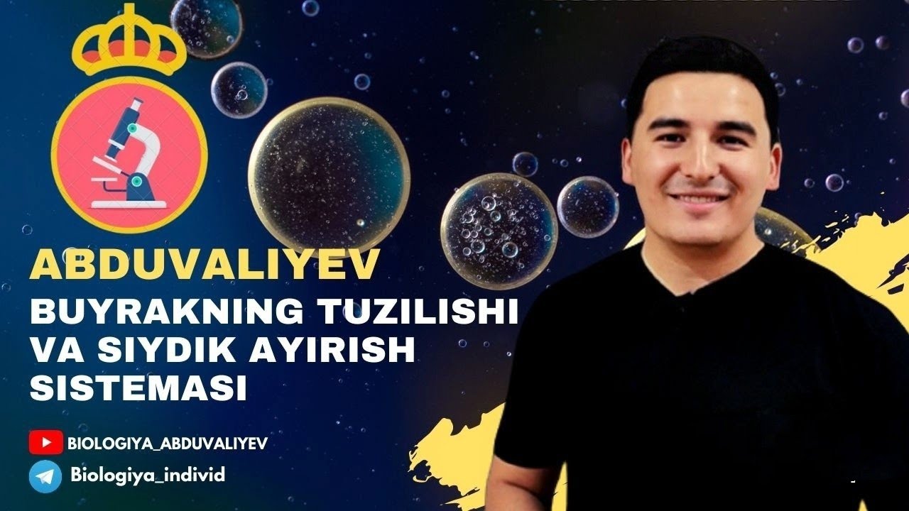 Siydik ayirish sistemasi va buyrak tuzulishi (@biologiya_abduvaliyev3730 )