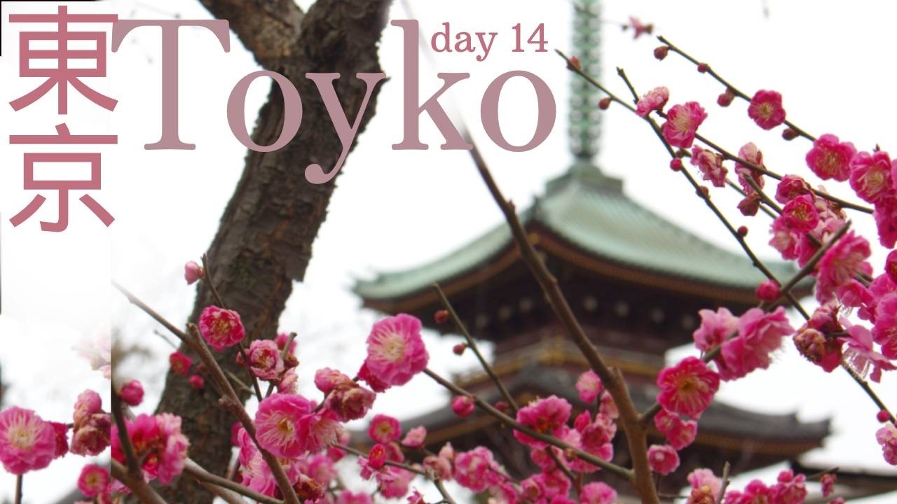 日本 Japan - Day 14 - 東京 - Tokyo - Early Sarkura in Ueno Park