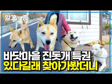 영하의 추위를 뚫고 바다를 운동장 삼아 내달리는 진돗개 패밀리와, 정성껏 푹 고아 낸 돼지 등뼈 특식을 챙겨주는 할머니의 가슴 따뜻한 동거｜한국기행｜알고e즘