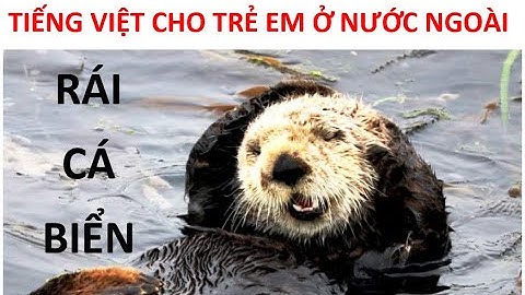 Sea otters in the wild. Rái cá biển trong tự nhiên (Thuyết minh). TIẾNG VIỆT CHO TRẺ EM Ở NƯỚC NGOÀI