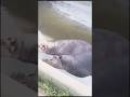 Bannerghatta National Park🥰🫰 Hippopotamus #edit #shortsvideo