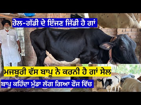 ਰੇਲ-ਗੱਡੀ ਦੇ ਇੰਜਣ ਜਿੱਡੀ ਹੈ ਗਾਂ,ਮਜਬੂਰੀ ਵੱਸ ਬਾਪੂ ਨੇ ਕਰਨੀ ਹੈ ਗਾਂ ਸੇਲ ,ਬਾਪੂ ਕਹਿੰਦਾ ਮੁੰਡਾ ਲੱਗ ਗਿਆ ਫੌਜ ਵਿੱਚ