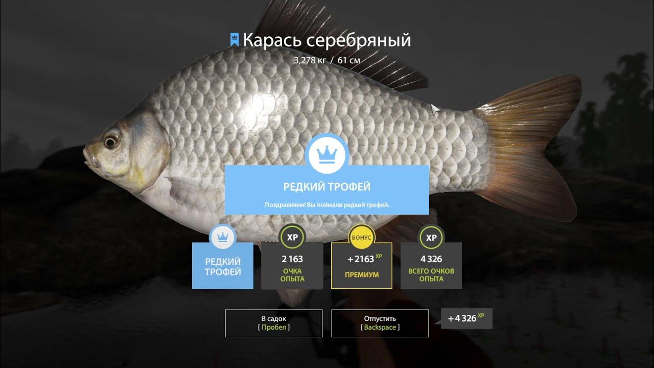Серебряный карась трофей. Комариное трофейный карась. Карась рр4. Трофейный карась. Трофей карась рр4.