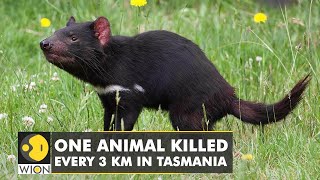 Famous Tasmania, roadkill capital of the world | WION Climate Tracker Profile