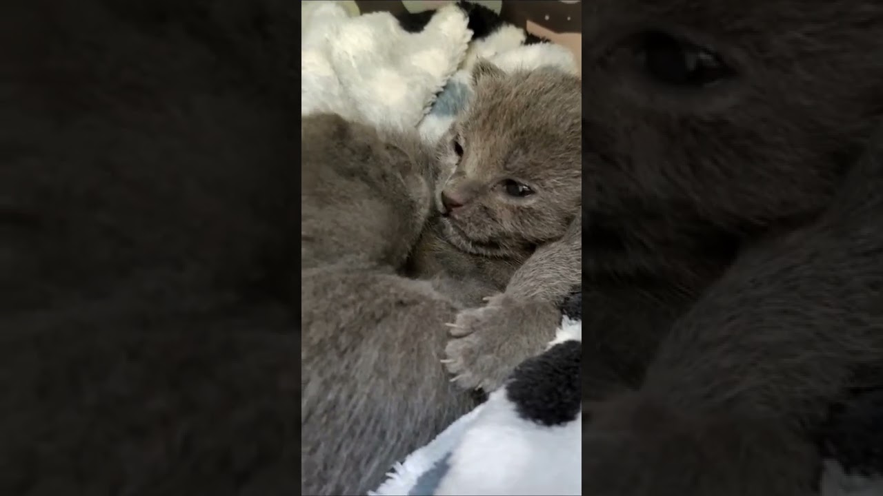 Little Russian blues - licking and kissing
