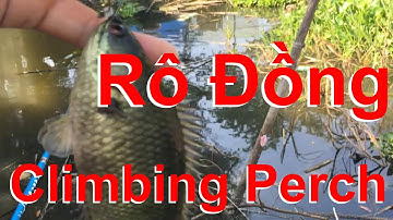 Câu cá ổ, Câu cá rô đồng ở Mộc Hóa Kiến Tường