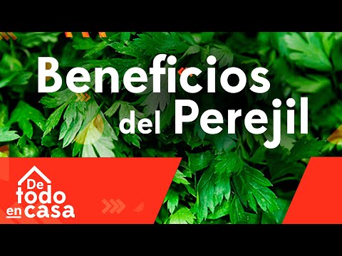 Video: Propiedades útiles Del Perejil