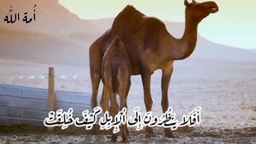 أَفَلَا ينَظُرُونَ إلَى ألْإبِلِ كَيْفَ خُلِقَتْ~ تلاوة خاشعة خاشعة