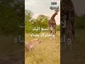 عجايب المخلوقات 