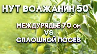 | НУТ | 70см VS  сплошной посев | ВОЛЖАНИН 50 |