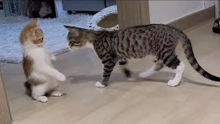 고양이 합사 중 기 싸움