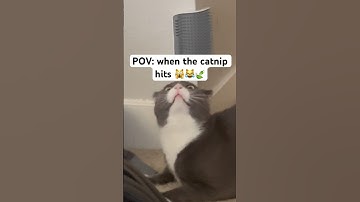 When the catnip hits…best feeling ever 🙀😹🌿 #trendingaudio #catshorts #catmemes #catnip