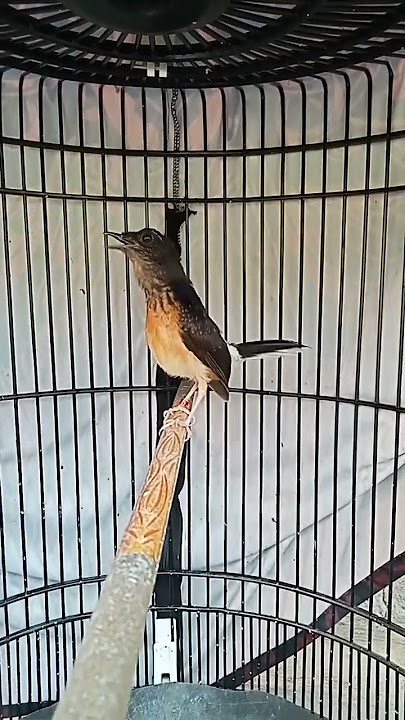 murai batu trotol gacor edian