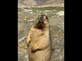 HIMALAYAN MARMOT