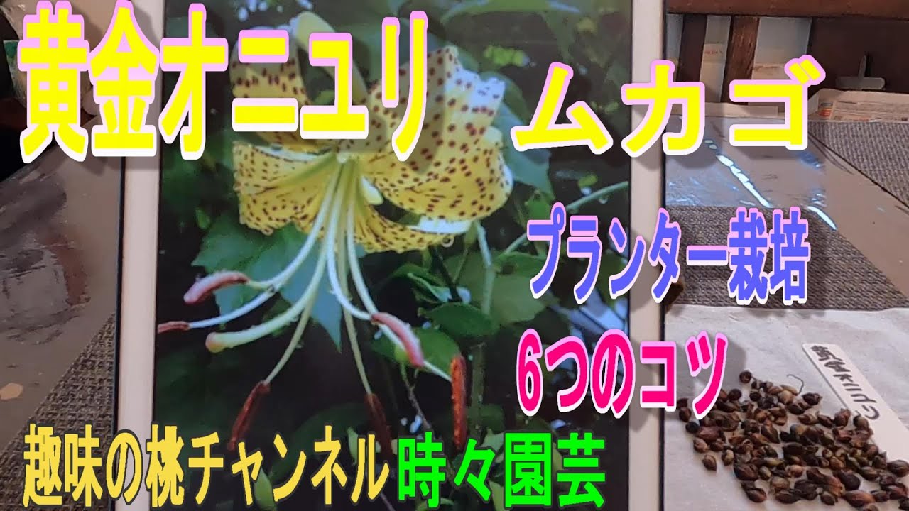 Golden Tiger Lily] Bulbils: 6 Tips for Container Gardening 9/29/23