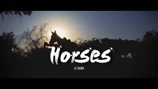 Horses at dawn