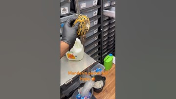 Mandarin Pastel het Hypo