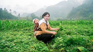 Single Mother's Survival Journey - Harvesting Pumpkin Leaves and Turmeric to Survive