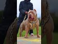 American Bulldog vs Pitbull – Who’s the Real Powerhouse