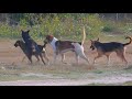 Street Dogs Breeding In Field - Animal Breeding Season - Asian Dog Blog