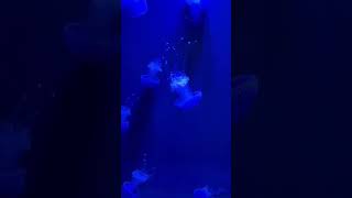 Terraria Jellyfish??