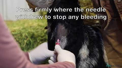 Taking a Goat Blood Sample for Diagnostic Testing