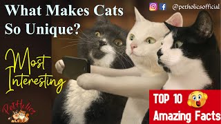 10 Most Amazing Facts About Cats That Makes Them So Unique || PetHolics by PetHolics 1,028 views 2 years ago 5 minutes, 55 seconds