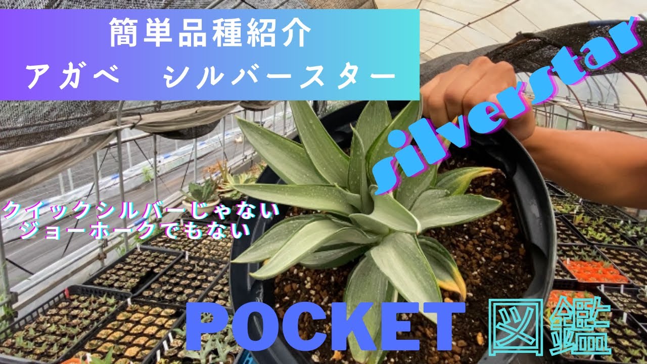 アガベ シルバースター（クイックシルバー？）メリクロン苗の簡単品種