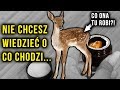 Historii tej sarny i tak nie zrozumiesz...12 paint geli z AliExpress od Mtssii | #73 | Quloo