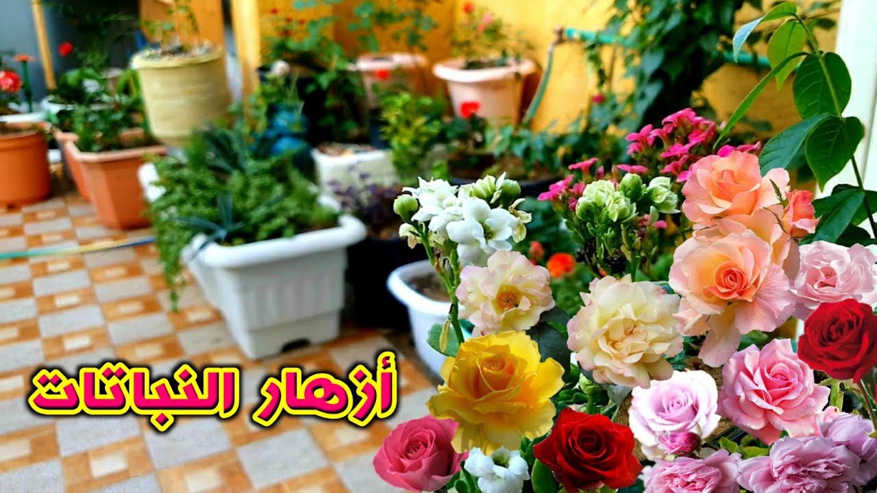 نصائح امي للزراعة 🌿 ونوع النبات اليعيش بجو العراق وشلون نطلع الورد 🌺🌹