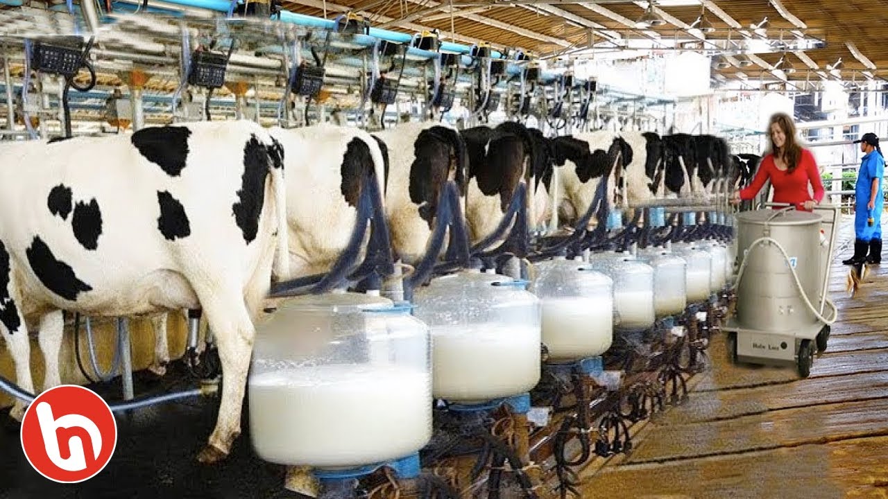 Begini Proses Spesies Sapi Perah Raksasa, Penghasil Susu Terbanyak