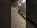 Deer park 🏞️🦌#delhi #hauzkhas #deerpark #viral #youtubeshorts #nature