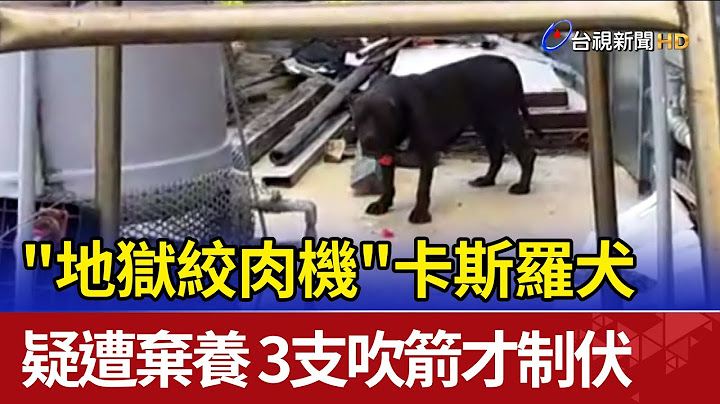 "地獄絞肉機"卡斯羅犬疑遭棄養 3支吹箭才制伏 - 天天要聞