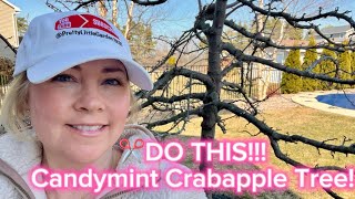 PRUNE your ORNAMENTAL CRABAPPLE TREE and Watch It Thrive!!✂️🍎🌳🌸