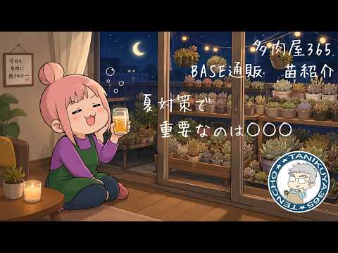 多肉屋365通販】綺麗に整った苗をお迎えしませんか？夏対策トークを