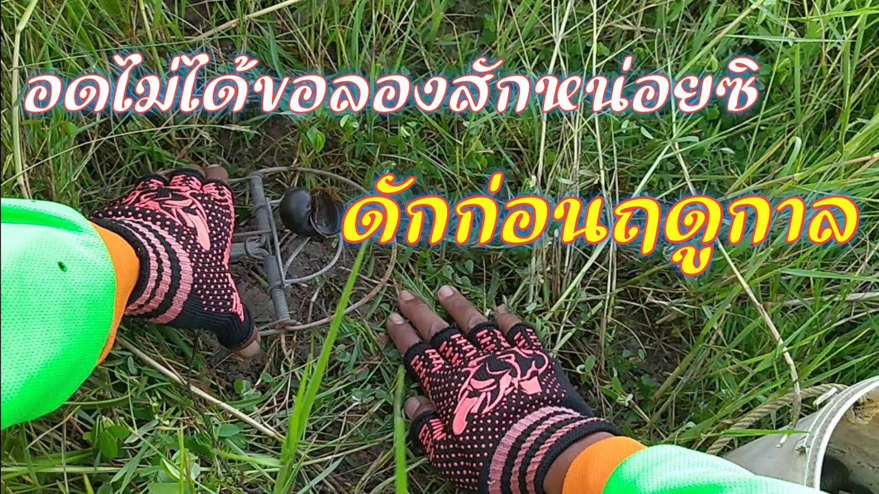 เห็นแล้วคันมือดักหนูก่อนฤดู ทดสอบดูก่อน/นักล่า วิถีอิสาน