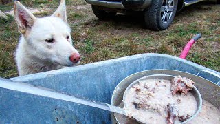 Все лайки ждут кашу из лося