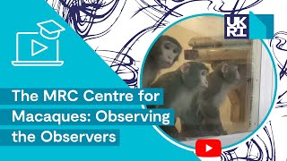 The MRC Centre for Macaques | Observing the Observers