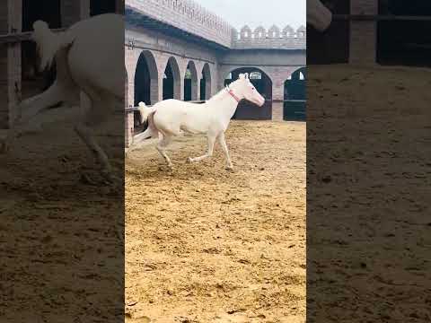 Horse sound ￼