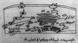 رسم الجسيمات الحالة وموقعها في الخليه / the state particles / سلسله رسوم الاحياء سادس علمي احيائي