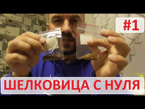 Как вырастить шелковицу