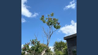 If a tree falls...