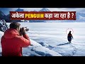Why This Penguin Walking alone in  Antarctica . Viral Penguin story in Hindi