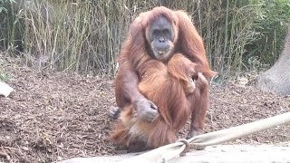 Palm Oil Shopping App Helps Endangered Orangutans screenshot 5