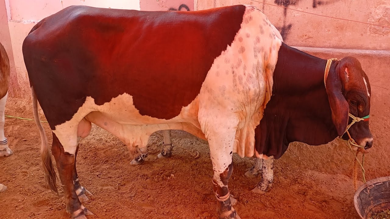 Raza Square aap sabko janwar dikha raha hun sab log mashallah qurbani ...
