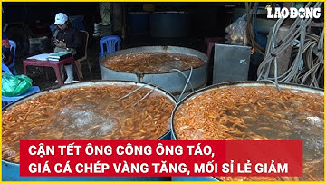 Cận Tết ông Công ông Táo, giá cá chép vàng tăng, mối sỉ lẻ giảm | Báo Lao Động